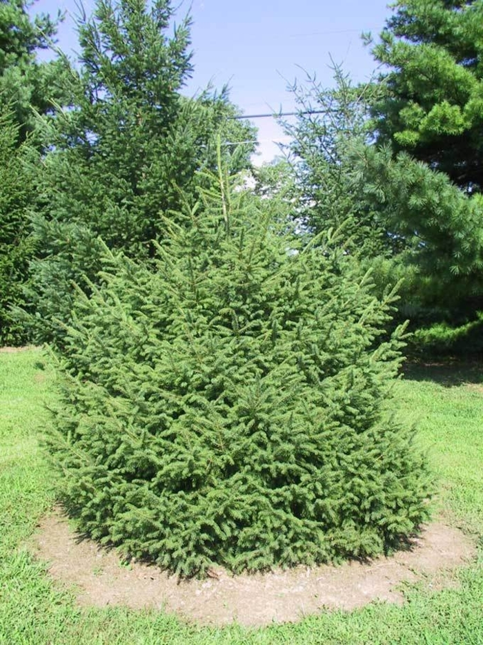 Schrenk Spruce - Picea schrenkiana from Faller Landscape
