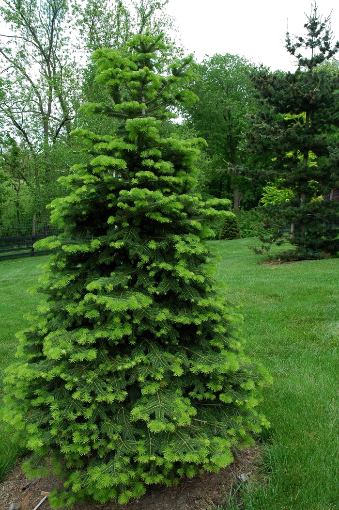 Cilician Fir - Abies cilicica from Faller Landscape