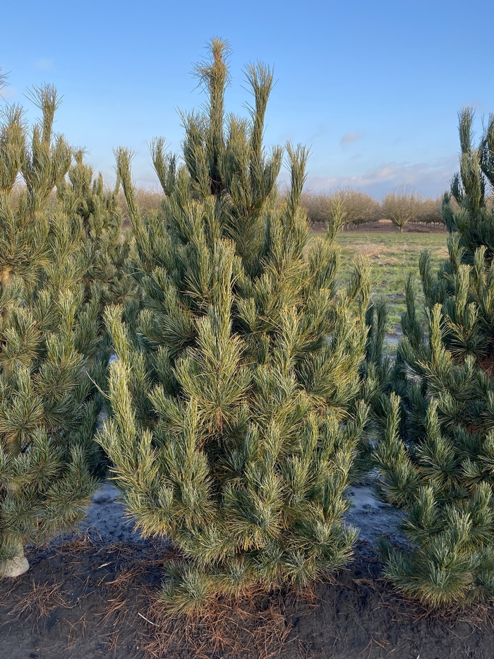 Upright Select Swiss Stone Pine - Pinus cembra 'Select' from Faller Landscape