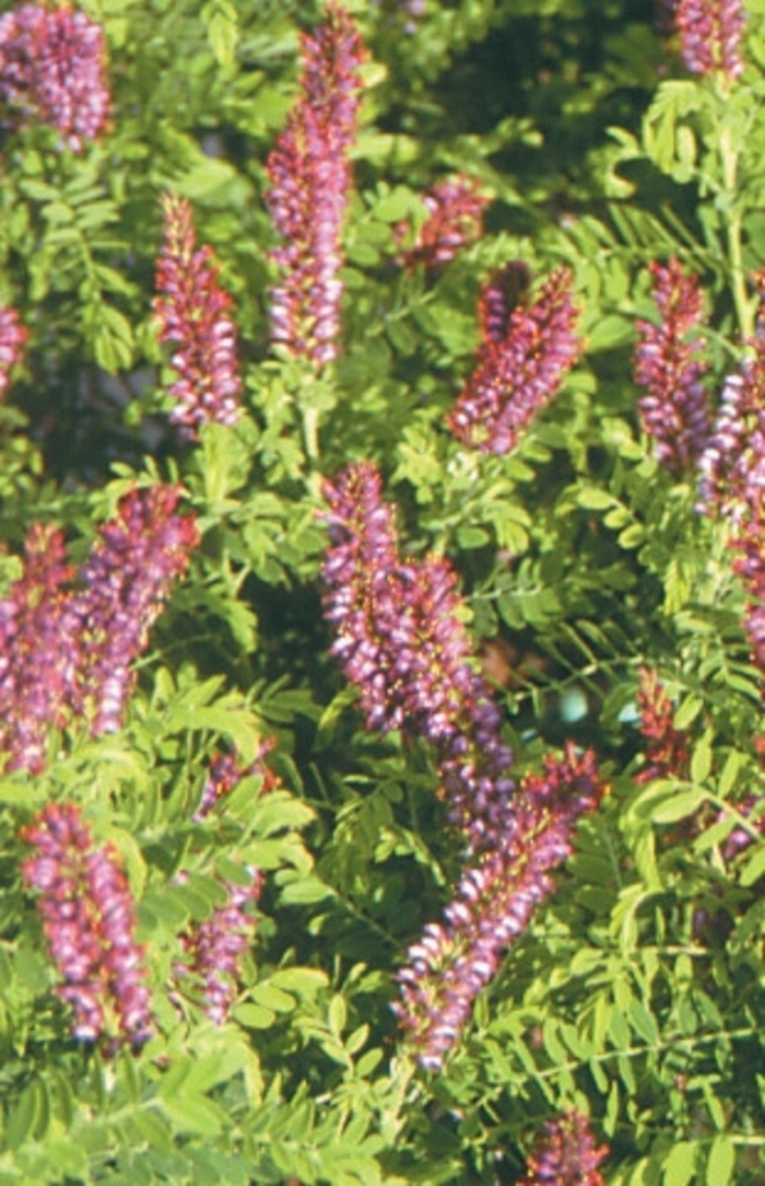 Fragrant False Indigo - Amorpha nana from Faller Landscape