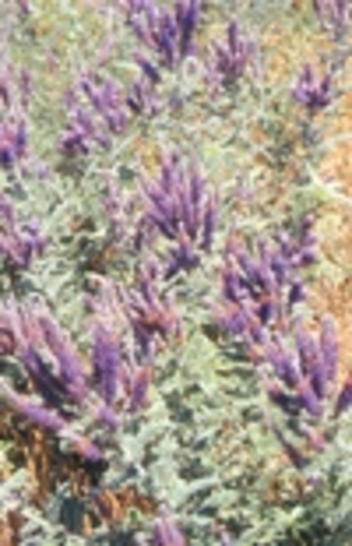 Leadplant - Amorpha canescens from Faller Landscape