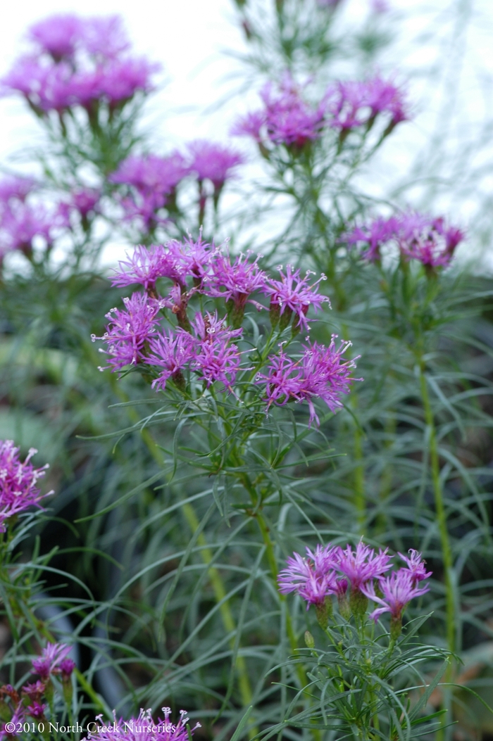 Thread-leaf Ironweed - Vernonia lettermannii from Faller Landscape