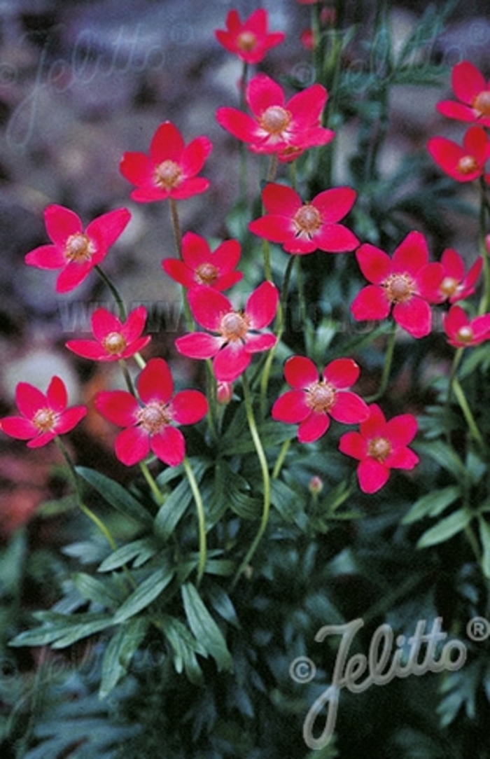 Red Cutleaf Anemone - Anemone multifida 'Rubra' from Faller Landscape