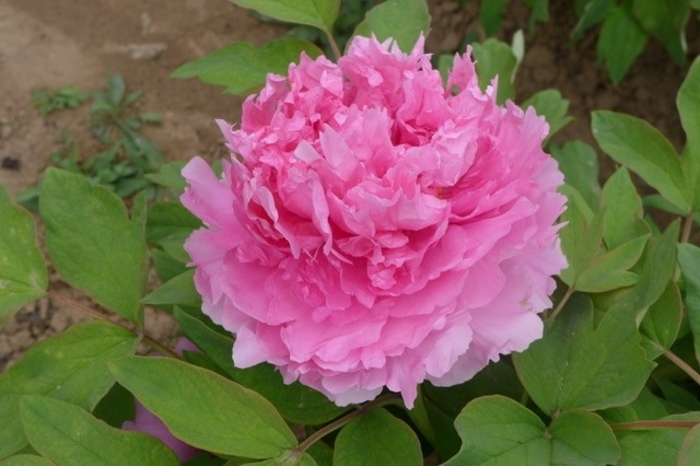 Rose Tree Peony - Paeonia suffruticosa 'Tao Hong Fei Cui' from Faller Landscape