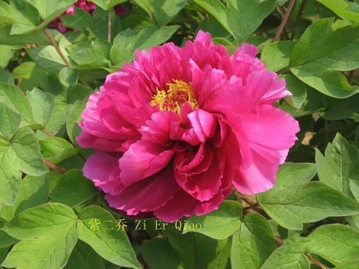 Sunset Tree Peony - Paeonia suffruticosa 'Lou Yang Hong' from Faller Landscape