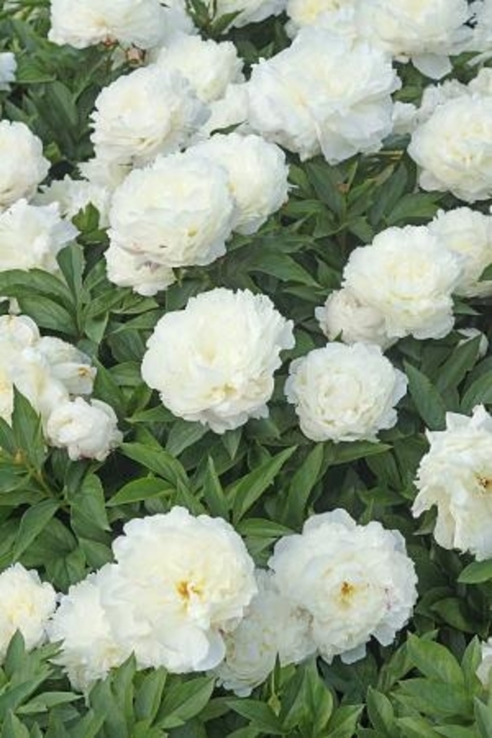 Bowl of Cream Peony - Paeonia 'Bowl of Cream' from Faller Landscape