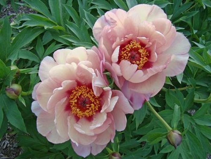 Berry Berry Fine Itoh Peony - Paeonia x 'Berry Berry Fine' from Faller Landscape
