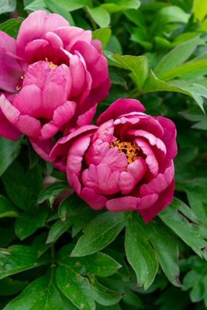 Yankee Doodle Dandy Itoh Peony - Paeonia x 'Yankee Doodle Dandy' from Faller Landscape