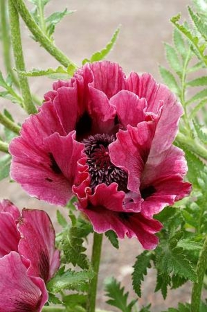 Harlem Oriental Poppy - Papaver orientale 'Harlem' from Faller Landscape