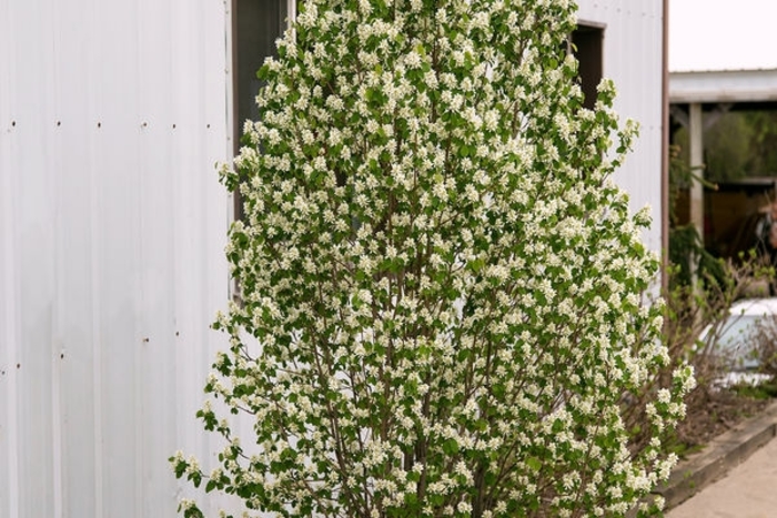 Standing Ovation™ Serviceberry - Amelanchier alnifolia 'Obelisk' from Faller Landscape