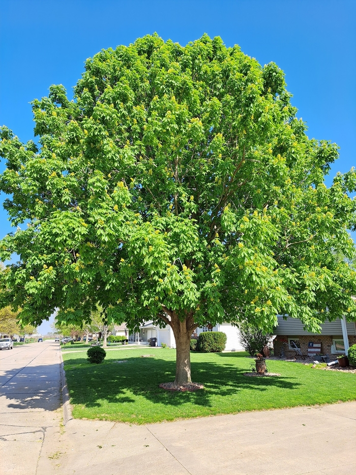 Yellow Buckeye - Aesculus flava from Faller Landscape