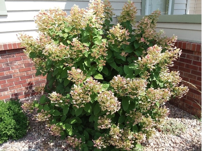 Quick Fire® Hydrangea - Hydrangea paniculata 'Bulk' from Faller Landscape