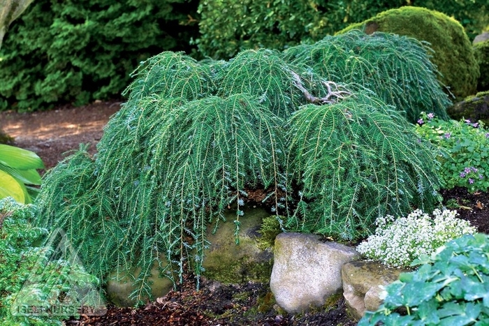 Cole's Prostrate Canadian Hemlock - Tsuga canadensis 'Cole's Prostrate' from Faller Landscape