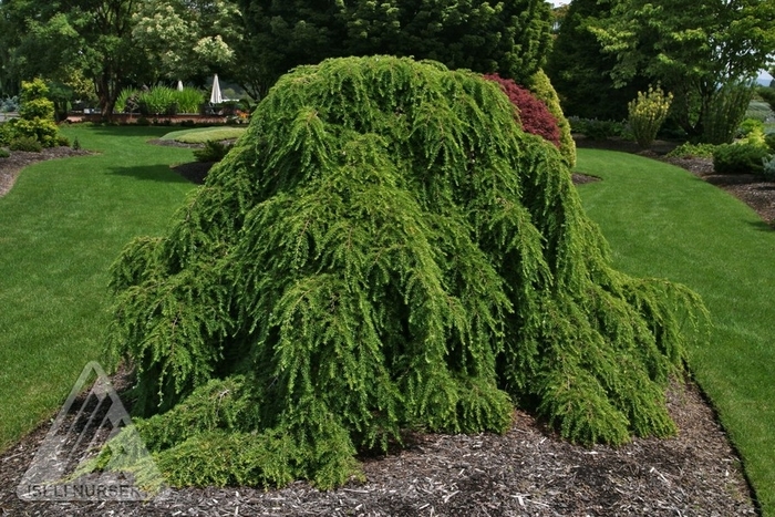 Weeping Canadian Hemlock - Tsuga canadensis 'Pendula' from Faller Landscape