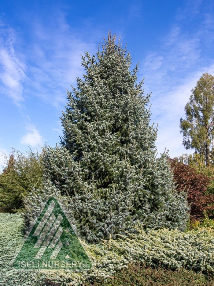 Silver Blue Serbian Spruce - Picea omorika 'Silberblue' from Faller Landscape
