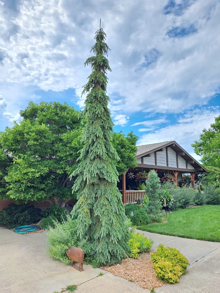 Weeping White Spruce - Picea glauca 'Pendula' from Faller Landscape