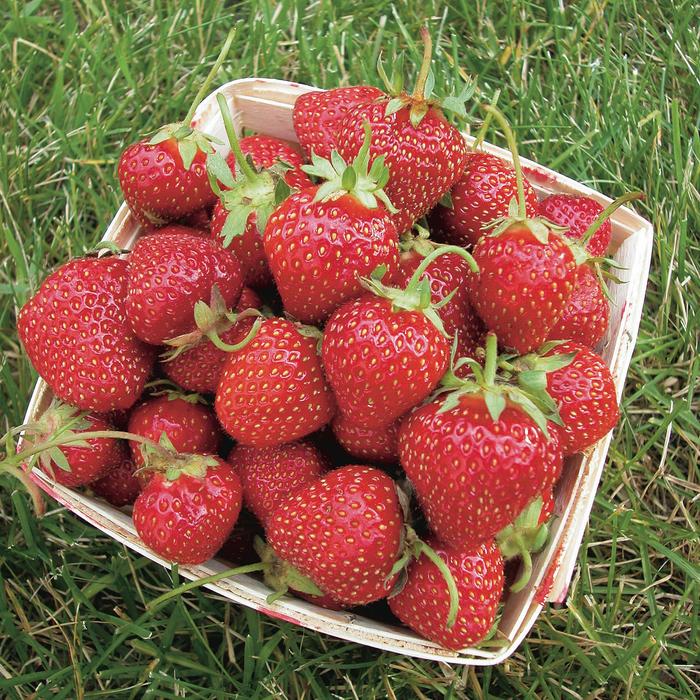 Allstar Strawberry - Fragaria x ananassa 'Allstar' from Faller Landscape