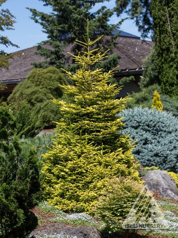 Firefly Oriental Spruce - Picea orientalis 'Firefly' from Faller Landscape