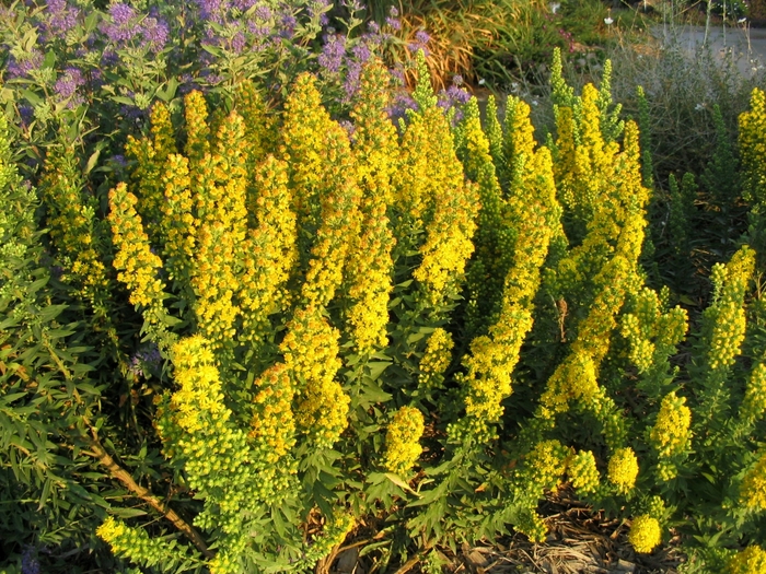 Wichita Mountains Goldenrod - Solidago ssp. 'Wichita Mountains' from Faller Landscape