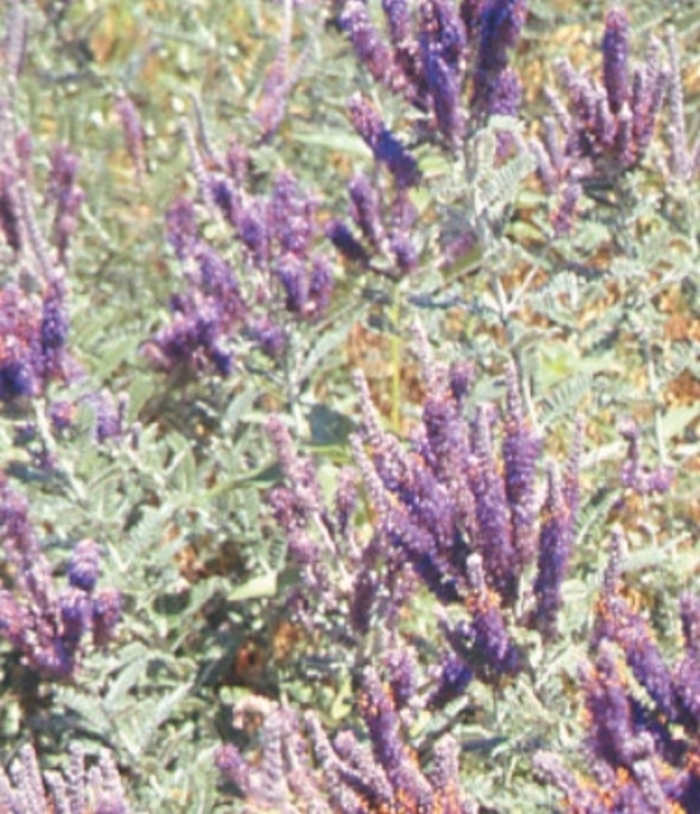 Leadplant - Amorpha canescens from Faller Landscape