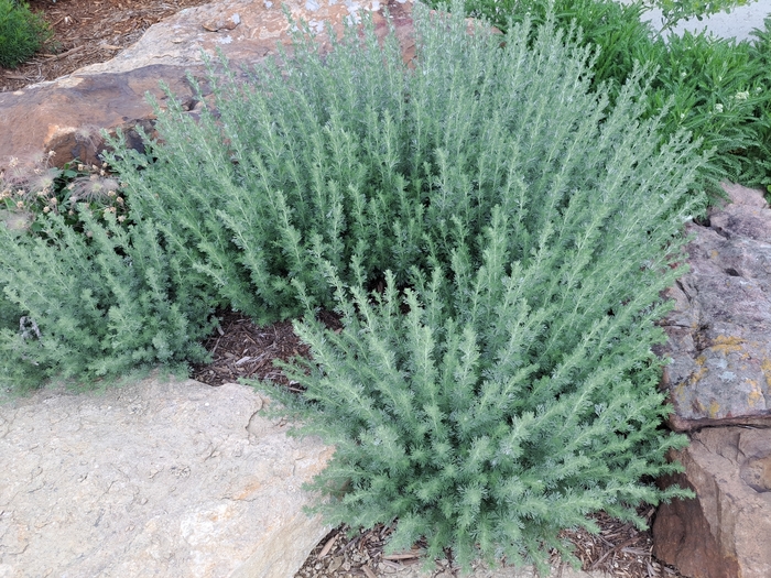 Fringed Sage - Artemisia frigida from Faller Landscape