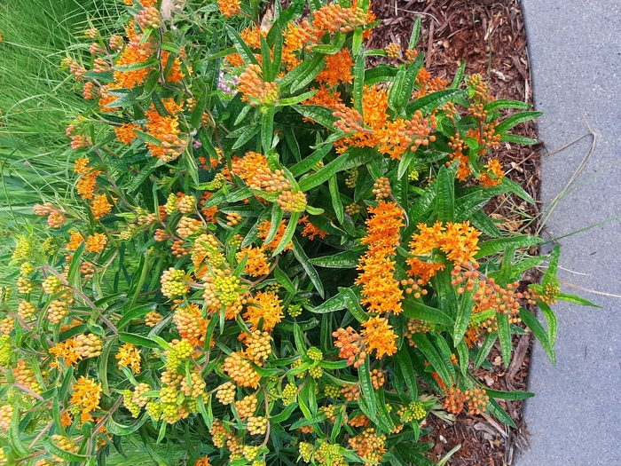 Orange Butterfly Milkweed - Asclepias tuberosa from Faller Landscape