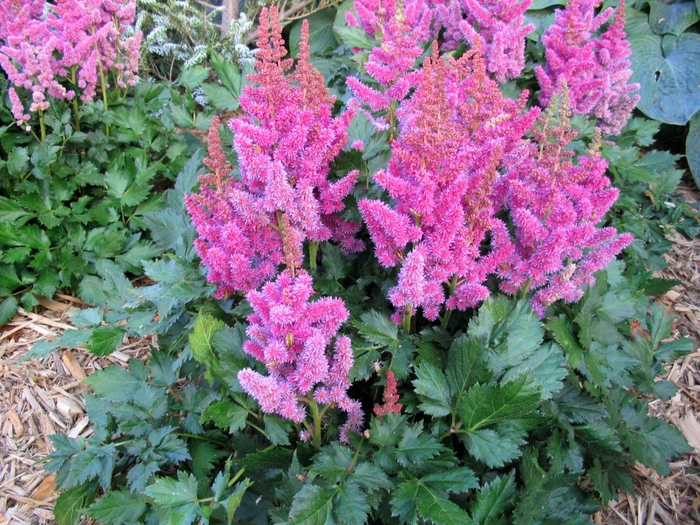 Visions Astilbe - Astilbe chinensis 'Visions' from Faller Landscape