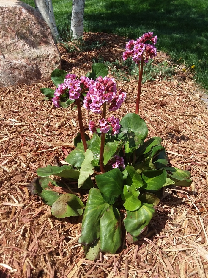 Red Beauty Bergenia - Bergenia cordifolia 'Red Beauty' from Faller Landscape
