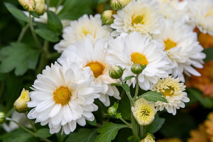 Mammoth™ White Daisy Mum - Chrysanthemum 'Mammoth White Daisy' from Faller Landscape