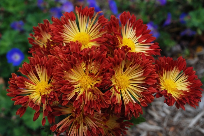 Matchsticks Mum - Chrysanthemum 'Matchsticks' from Faller Landscape