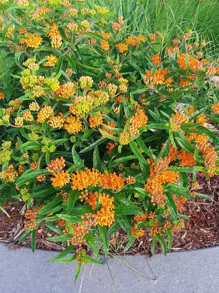 Orange Butterfly Milkweed - Asclepias tuberosa from Faller Landscape