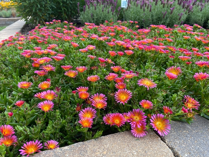 Ocean Sunset™ Orange Glow Hardy Ice Plant - Delosperma 'Ocean Sunset Orange Glow' from Faller Landscape