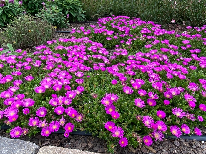 Ocean Sunset™ Violet Hardy Ice Plant - Delosperma 'Ocean Sunset Violet' from Faller Landscape