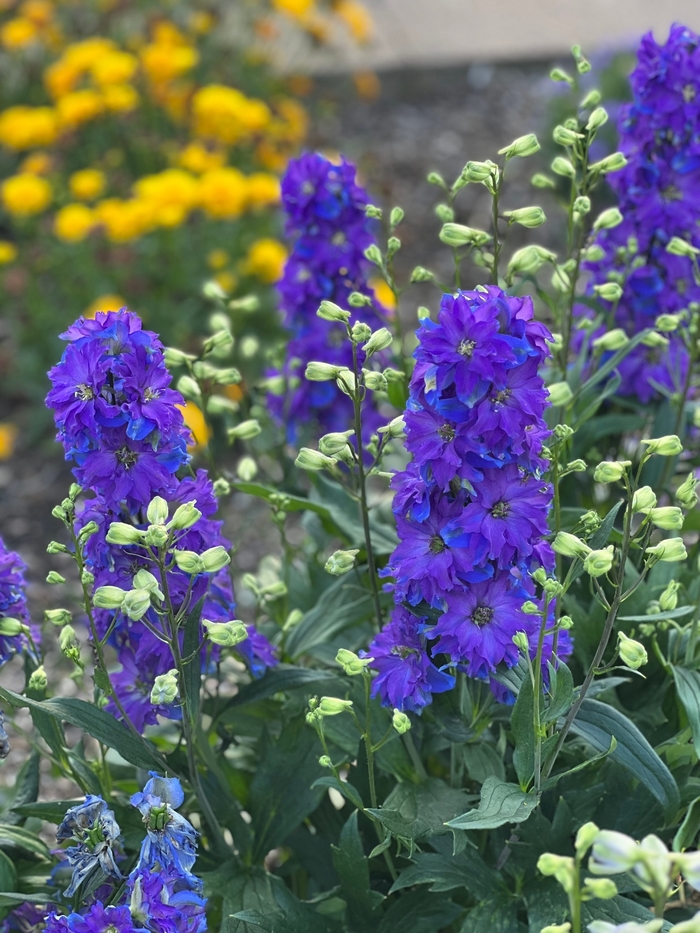 Delgenius™ Kingsley Delphinium - Delphinium 'Delgenius Kingsley' from Faller Landscape