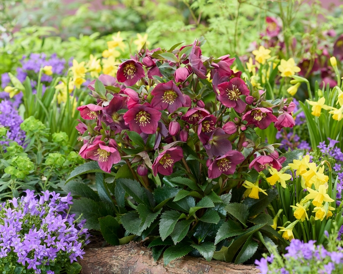 Spring Sparkle Red Lenten Rose - Helleborus 'Spring Sparkle Red' from Faller Landscape