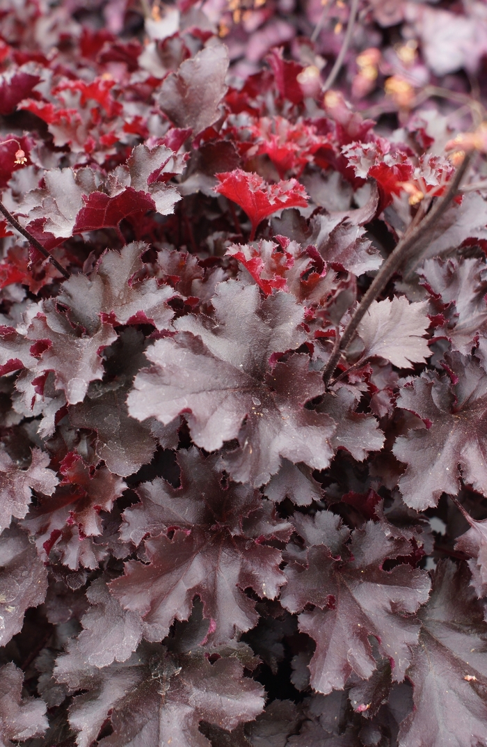 Indian Summer Blackberry Coral Bells - Heuchera 'Indian Summer Blackberry' from Faller Landscape
