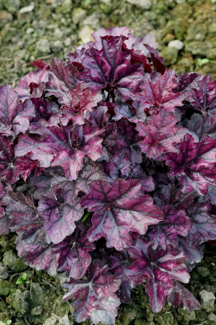 Indian Summer Mulberry Coral Bells - Heuchera 'Indian Summer Mulberry' from Faller Landscape