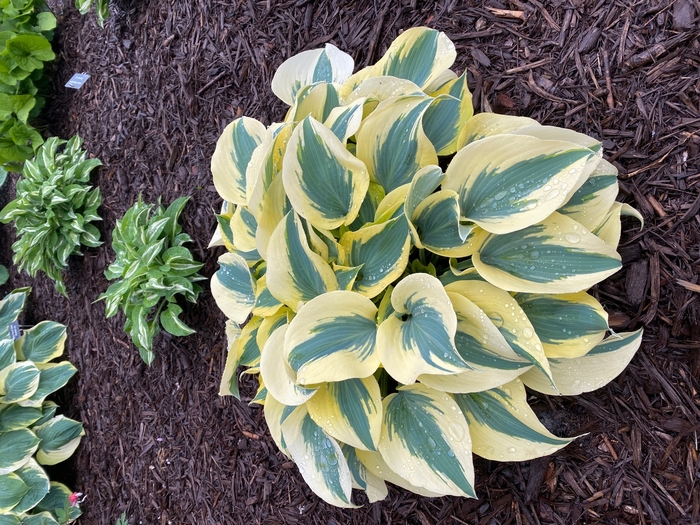 Ben Vernooij Hosta - Hosta 'Ben Vernooij' from Faller Landscape