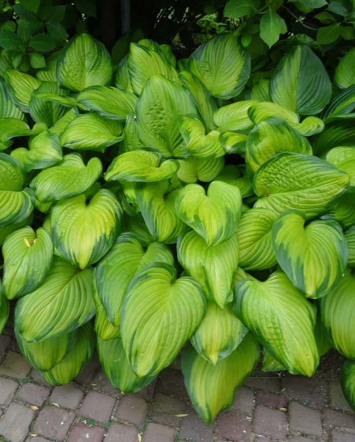 Guacamole Hosta - Hosta 'Guacamole' from Faller Landscape