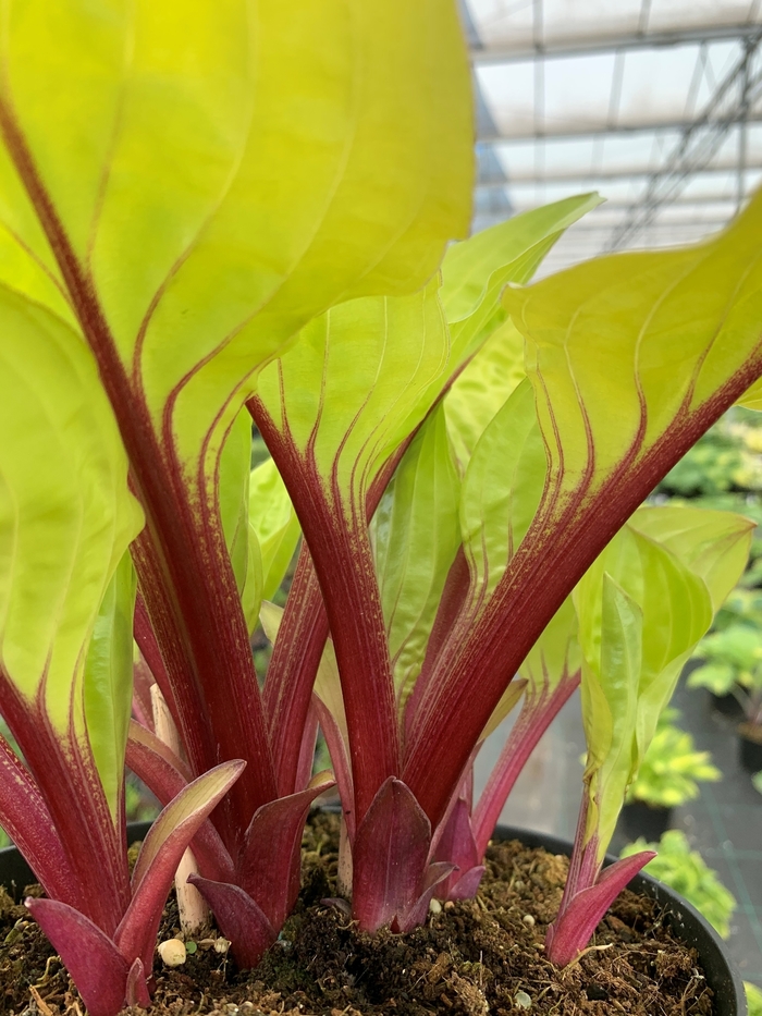Lemon Snap Hosta - Hosta 'Lemon Snap' from Faller Landscape