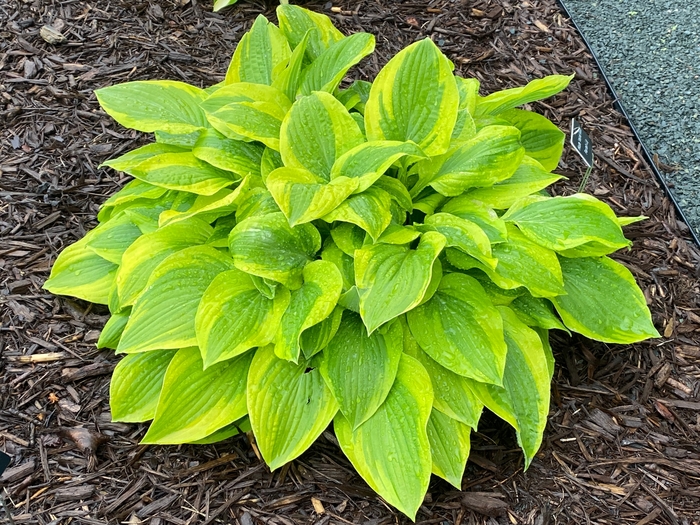 Summer Lovin Hosta - Hosta 'Summer Lovin' from Faller Landscape