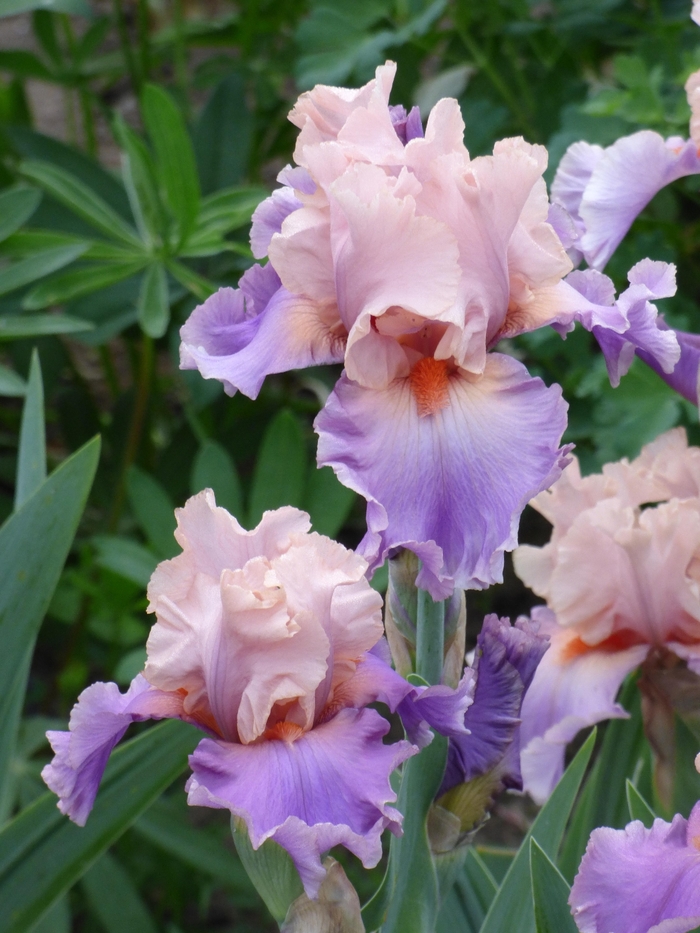 Discovered Treasure Iris - Iris germanica 'Discovered Treasure' from Faller Landscape