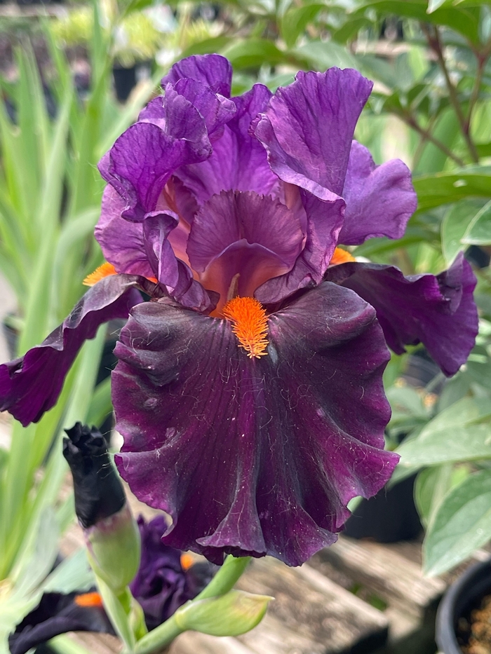 Sharp Dressd Man Iris - Iris germanica 'Sharp Dressd Man' from Faller Landscape