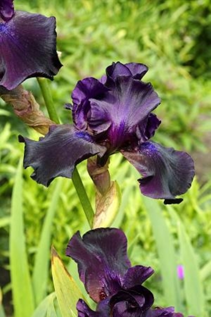 Superstition Iris - Iris germanica 'Superstition' from Faller Landscape