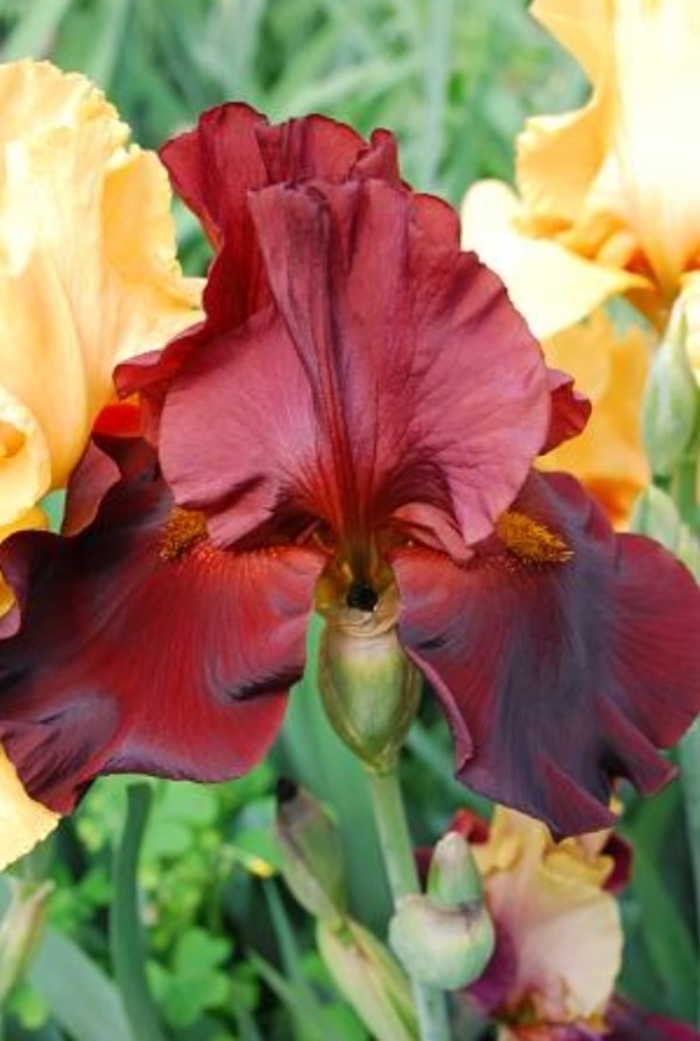 War Chief Iris - Iris germanica 'War Chief' from Faller Landscape