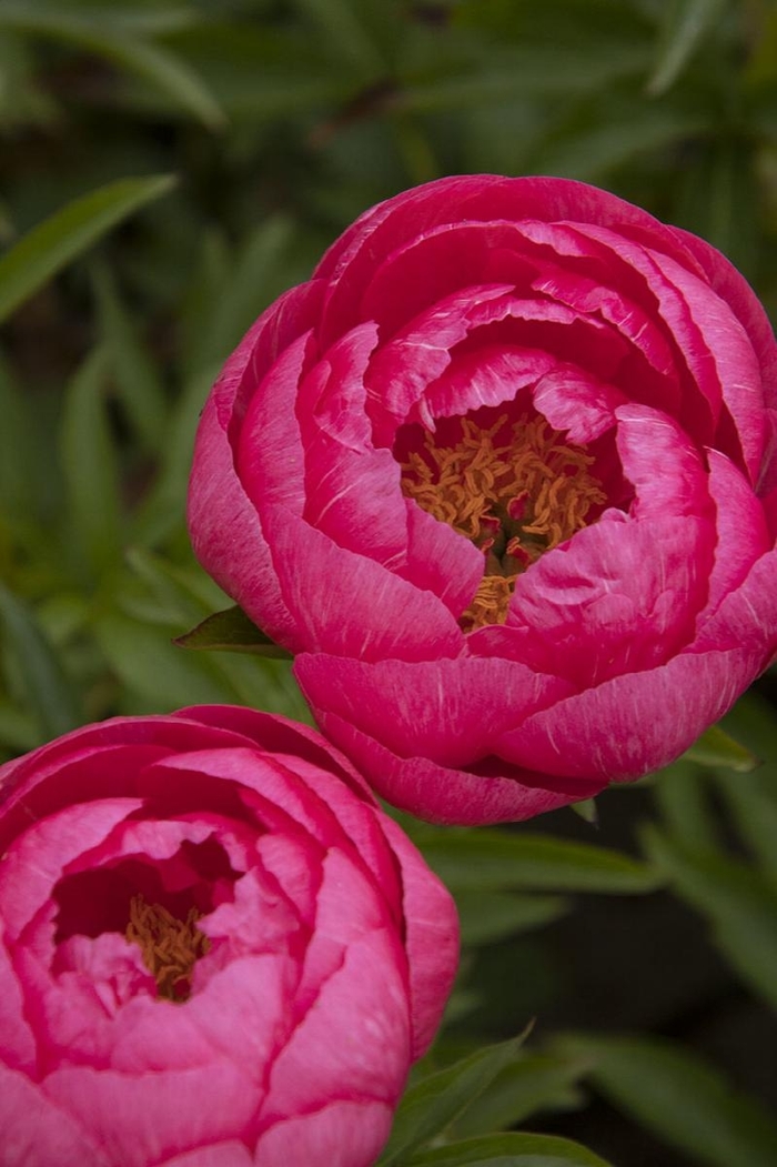 Cyntherea Peony - Paeonia 'Cyntherea' from Faller Landscape