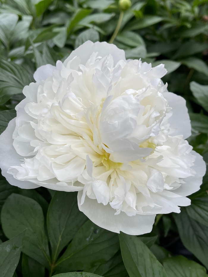 Duchess de Nemours Peony - Paeonia 'Duchesse de Nemours from Faller Landscape