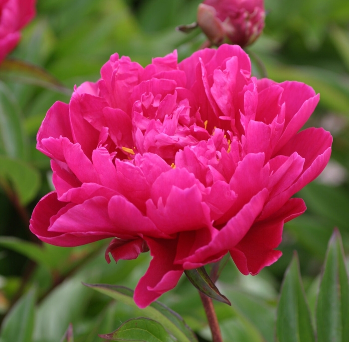 Karl Rosenfield Peony - Paeonia 'Karl Rosenfield' from Faller Landscape