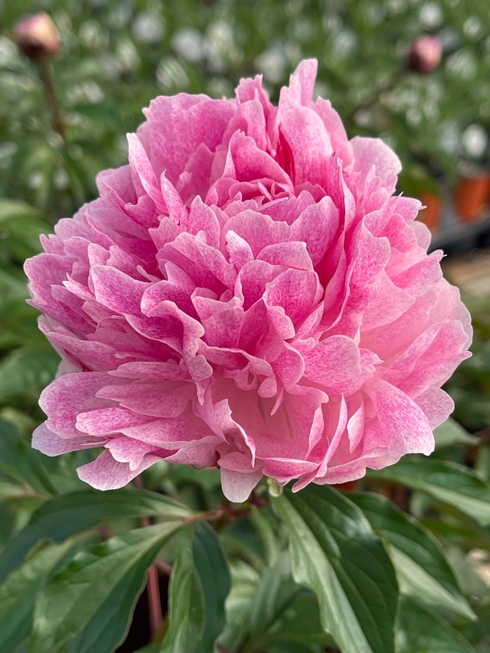 The Fawn Peony - Paeonia 'The Fawn' from Faller Landscape