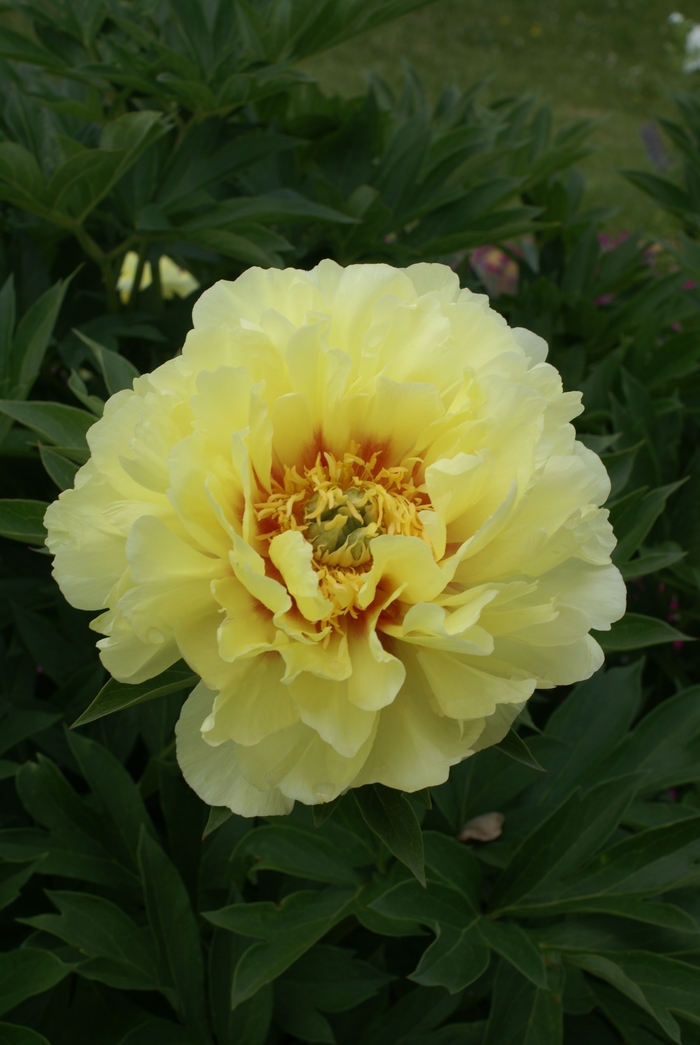 Bartzella Itoh Peony - Paeonia x 'Bartzella' from Faller Landscape